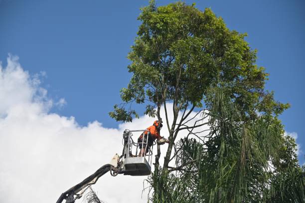 Best Tree Maintenance Programs  in South Fallsburg, NY