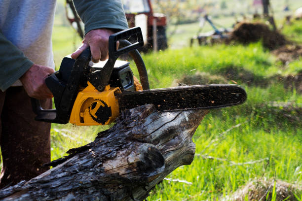 Reliable South Fallsburg, NY Tree Care Solutions